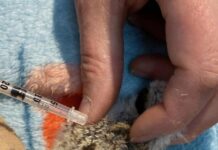 Fresh squawk for hooded plover awareness