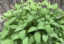 Herbs the perfect plant