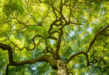 Tree canopy increase across Onkaparinga