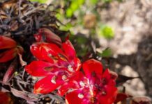 Nangawooka hosts native plant sale