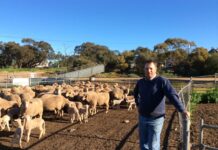 Live export ban is ‘misinformed and out of touch’