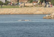 Humpback in ‘poor’ condition in Victor