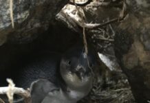 More little penguin deaths than usual