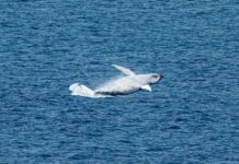 Humpbacks make a splash