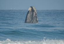 Southern rights make a splash