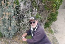 Granite Island little penguin census locked in