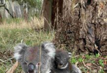 Help out with the Great Koala Count