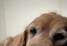 Grief over pet death often huge but hidden