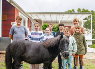 Pinocchio the popular pony