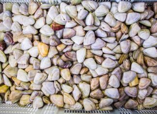 Goolwa pipis ‘safe to eat’