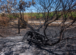 Bushfire risk roadmap