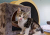 Bird flu risk for cats