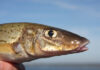Whiting back on the menu this school holidays